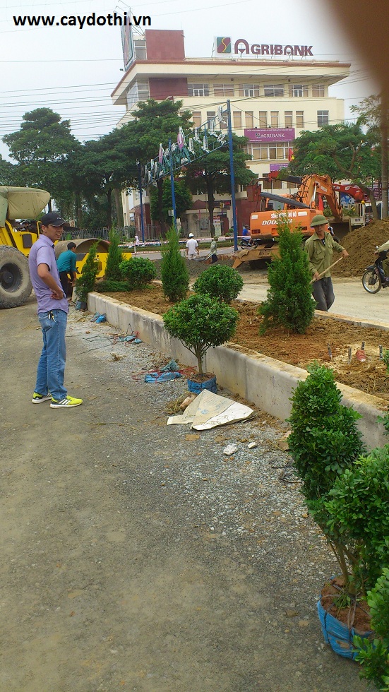 Trồng cây dự án đường và hồ tại tp. Vĩnh Yên